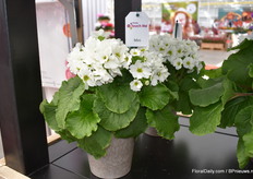 The Primula Touch me mini serie. The nice thing about this one is that it is a compact plant from itself, so less GPR's.